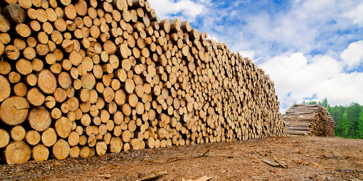 Harga Kayu (Lumber Future) Berada Di Paras All-Time High