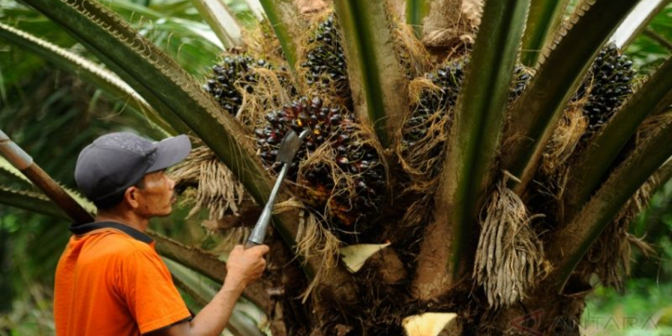 Firma Perladangan Catat Keputusan Kewangan Memberangsangkan Bagi Suku Kedua 2020