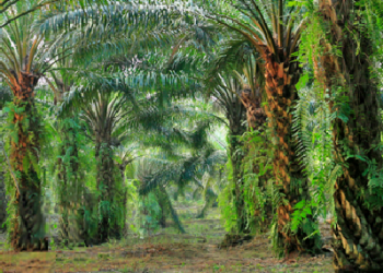 KUB Lupus Kubah Estate Kepada Beradin Plantation