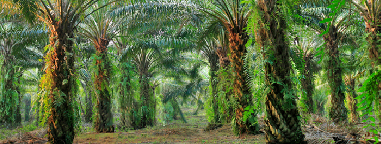 KUB Lupus Kubah Estate Kepada Beradin Plantation