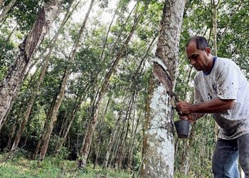ANRPC Semak Semula Penggunaan Getah Global, Unjuran Pengeluaran