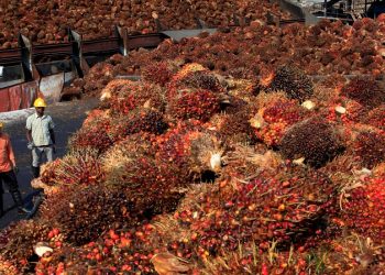 China Akan Beli 1.7 Juta Tan Minyak Sawit Malaysia Sehingga 2023