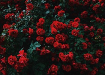 #SmellTheRoses, Kupasan Minggu Lepas Dan Apa Yang Boleh Kita Lihat Minggu Ini