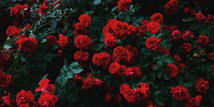 #SmellTheRoses, Kupasan Minggu Lepas Dan Apa Yang Boleh Kita Lihat Minggu Ini