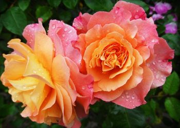 #SmellTheRoses, Kupasan Minggu Lepas Dan Apa Yang Boleh Kita Lihat Minggu Ini
