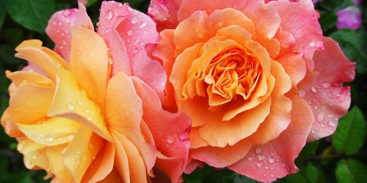 #SmellTheRoses, Kupasan Minggu Lepas Dan Apa Yang Boleh Kita Lihat Minggu Ini