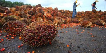 Peningkatan Harga Sawit: Kerajaan Jangka Peroleh Keuntungan Cukai Lebih Rm348 Juta