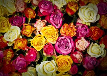 #SmellTheRoses 16 November 2020