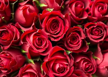 #SmellTheRoses 14 Disember 2020