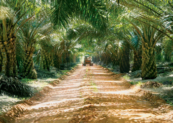 Keuntungan Suku Ketiga Kuala Lumpur Kepong Melonjak Kepada RM783.94 Juta