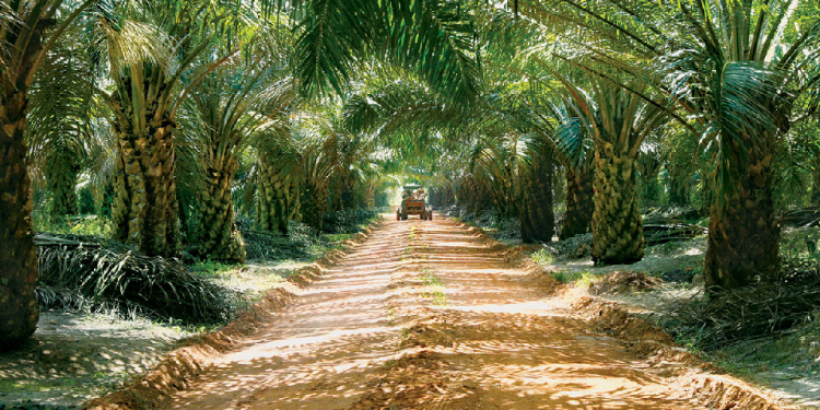 Keuntungan Suku Ketiga Kuala Lumpur Kepong Melonjak Kepada RM783.94 Juta