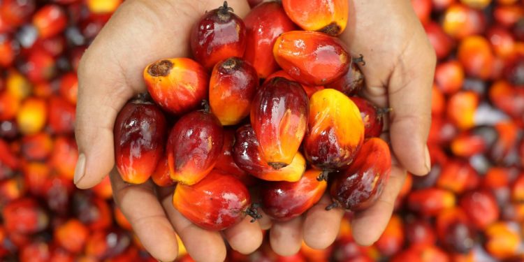 India Mungkin Kurangkan Cukai Import Minyak Sawit – Laporan Media