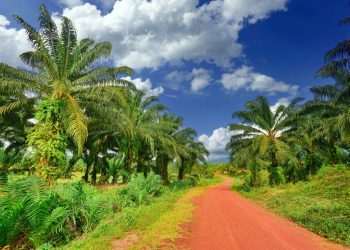 Pengusaha Ladang Kelapa Sawit Boleh Tangani Kenaikan Kos Operasi Dengan Tingkatkan Hasil FFB – CGS-CIMB