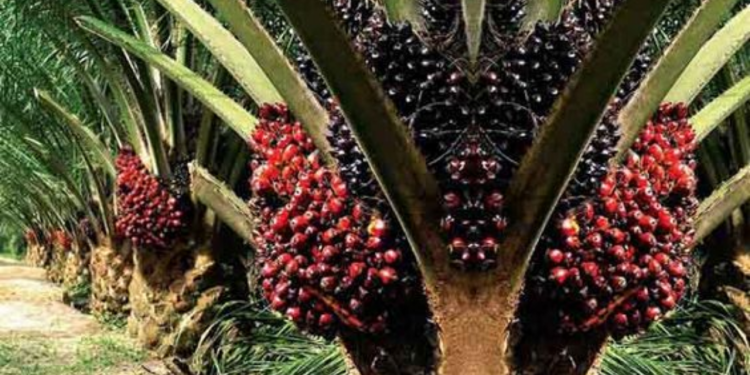 Kaliskan Masa Depan Minyak Sawit Daripada Ancaman Propaganda Barat