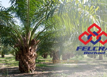 Felcra Sasar 50,000 Hektar Tanaman Sawit Untuk Lima Tahun Akan Datang