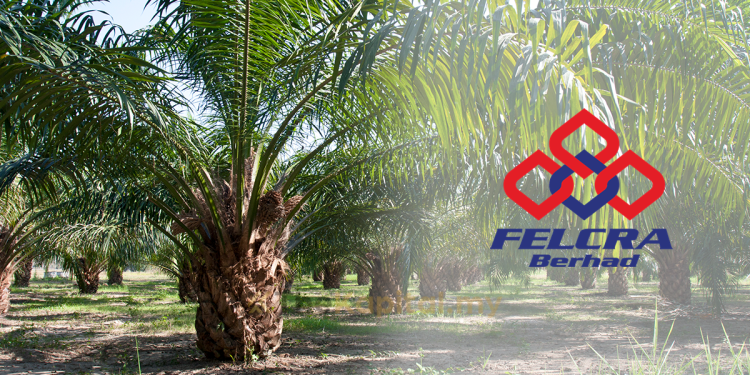 Felcra Sasar 50,000 Hektar Tanaman Sawit Untuk Lima Tahun Akan Datang