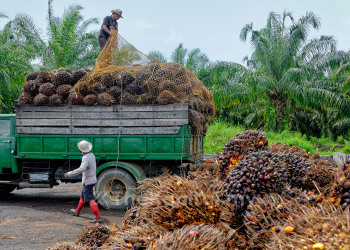 KPPK Saran Pekebun Kecil Kelapa Sawit Mohon Insentif Yang Ditawarkan Kementerian