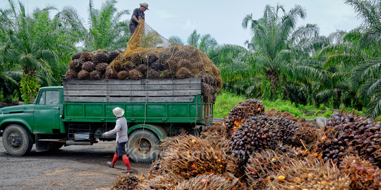 KPPK Saran Pekebun Kecil Kelapa Sawit Mohon Insentif Yang Ditawarkan Kementerian