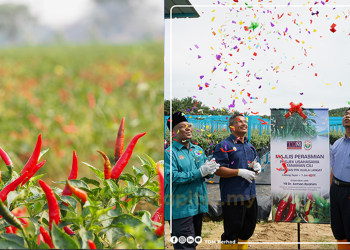 TDM Plantation Teroka Pembangunan Baharu Tanaman Kontan