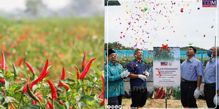 TDM Plantation Teroka Pembangunan Baharu Tanaman Kontan