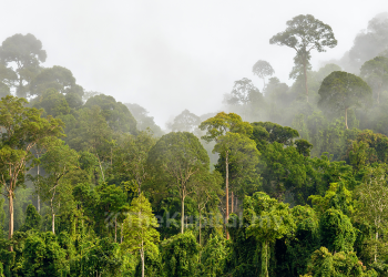 Pemuliharaan Hutan Di Malaysia Antara Segmen Yang Berkembang Untuk Pelaburan