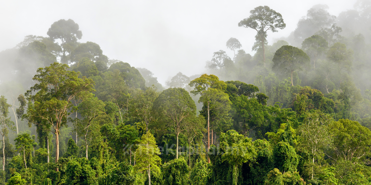 Pemuliharaan Hutan Di Malaysia Antara Segmen Yang Berkembang Untuk Pelaburan