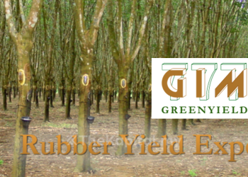 Greenyield Positif Terhadap Prospek Syarikat, Disokong Harga Getah Asli Yang Lebih Tinggi