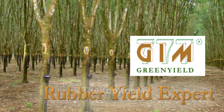Greenyield Positif Terhadap Prospek Syarikat, Disokong Harga Getah Asli Yang Lebih Tinggi