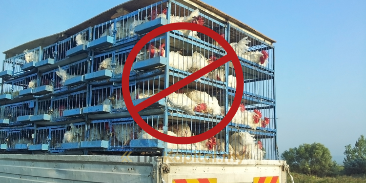 Larangan Eksport Bukan Penyelesaian Kenaikan Harga Barangan Pengguna – Ahli Ekonomi