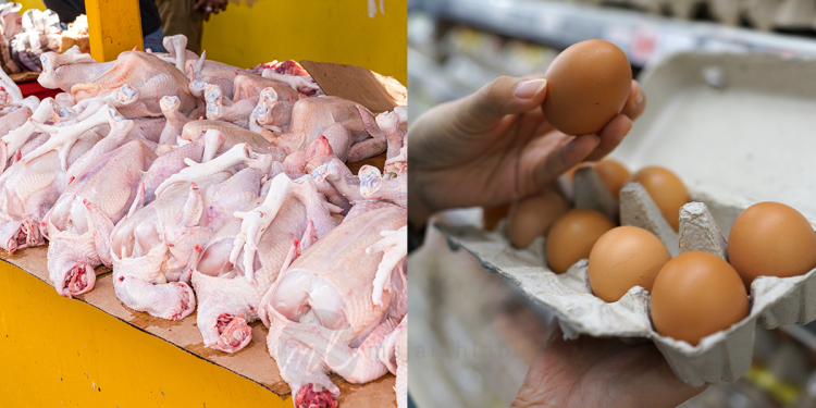 Harga Siling Baharu Ayam, Telur Bantu Kekang Kenaikan Ketara Inflasi Makanan – MIDF Research