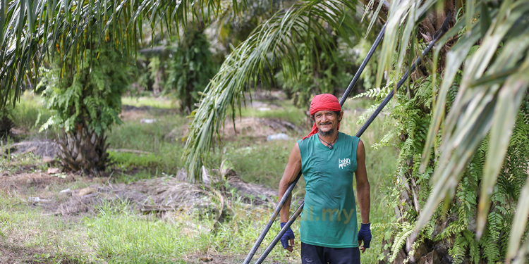 174,347 Pekebun Kecil Persendirian Terima Sijil MSPO Sehingga Jun – Wee