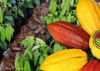 Kekurangan Pengeluaran Paksa Malaysia Import Koko Penuhi Keperluan Industri – LKM