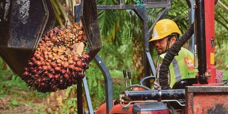 RSPO Minta Sime Darby Plantation Laksana Pelan Tindakan Atasi Kelemahan