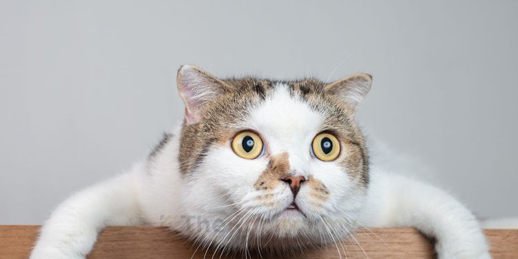 Sektor Dan Saham Yang Disyorkan Pakar Di Bursa